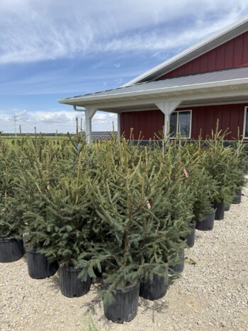 SGN Spruce for Windbreaks