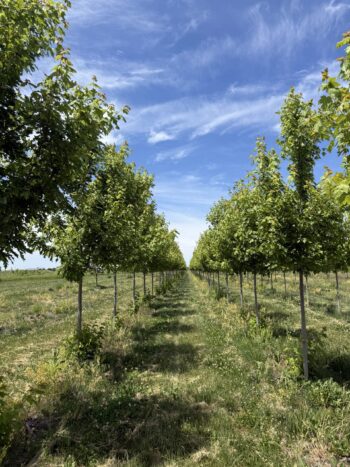 Blue Skies & Green Trees