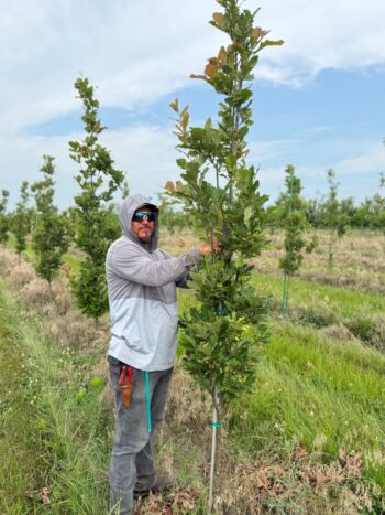 Summer Pruning