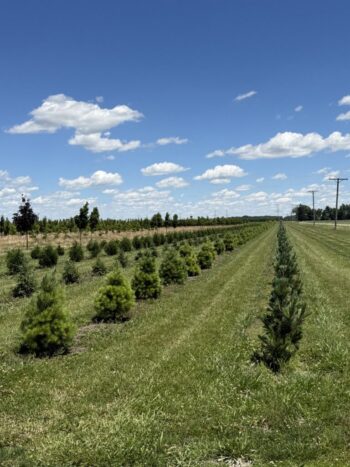 Young Evergreens Growing Along Nicely