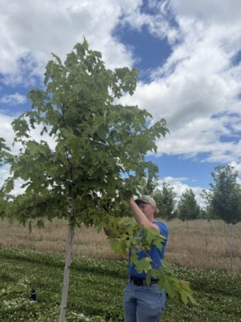 Pruning Maples