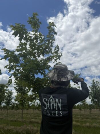 Pruning Maples