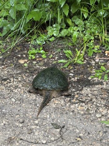 Wildlife sighting!