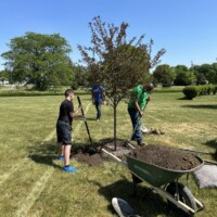 Several people planting a tree from Spring Grove Nursery. A wheelbarrow of soil in front.