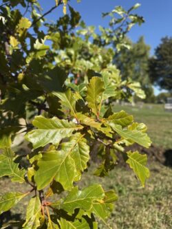 Legacy Tree for Bob Walker
