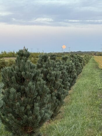 Harvest Moon