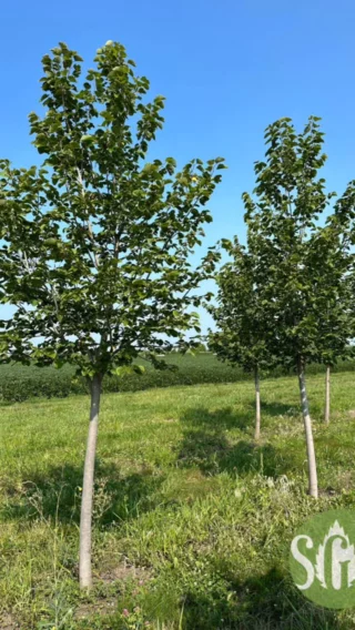 Sassafras albidum - Spring Grove Nursery